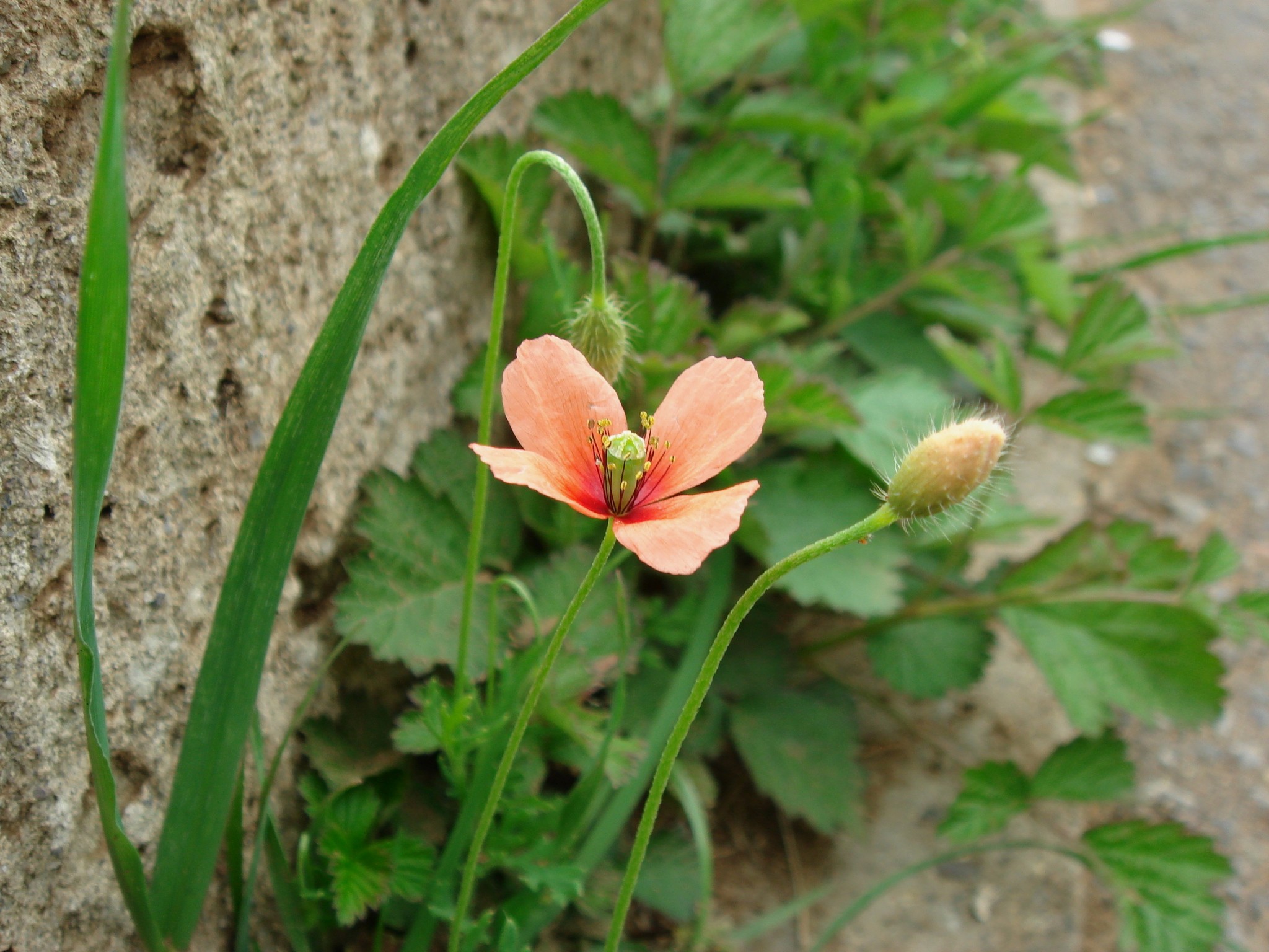 Papaver dubium L.